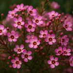 Waxflower Genomics Breakthroughs: What’s Driving the Next Wave of Cultivar Innovation in 2025 & Beyond?