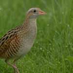 Corncrake Comeback: Inside the Bold Conservation Efforts Saving a Vanishing Bird