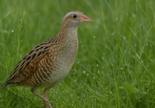 Corncrake Comeback: Inside the Bold Conservation Efforts Saving a Vanishing Bird